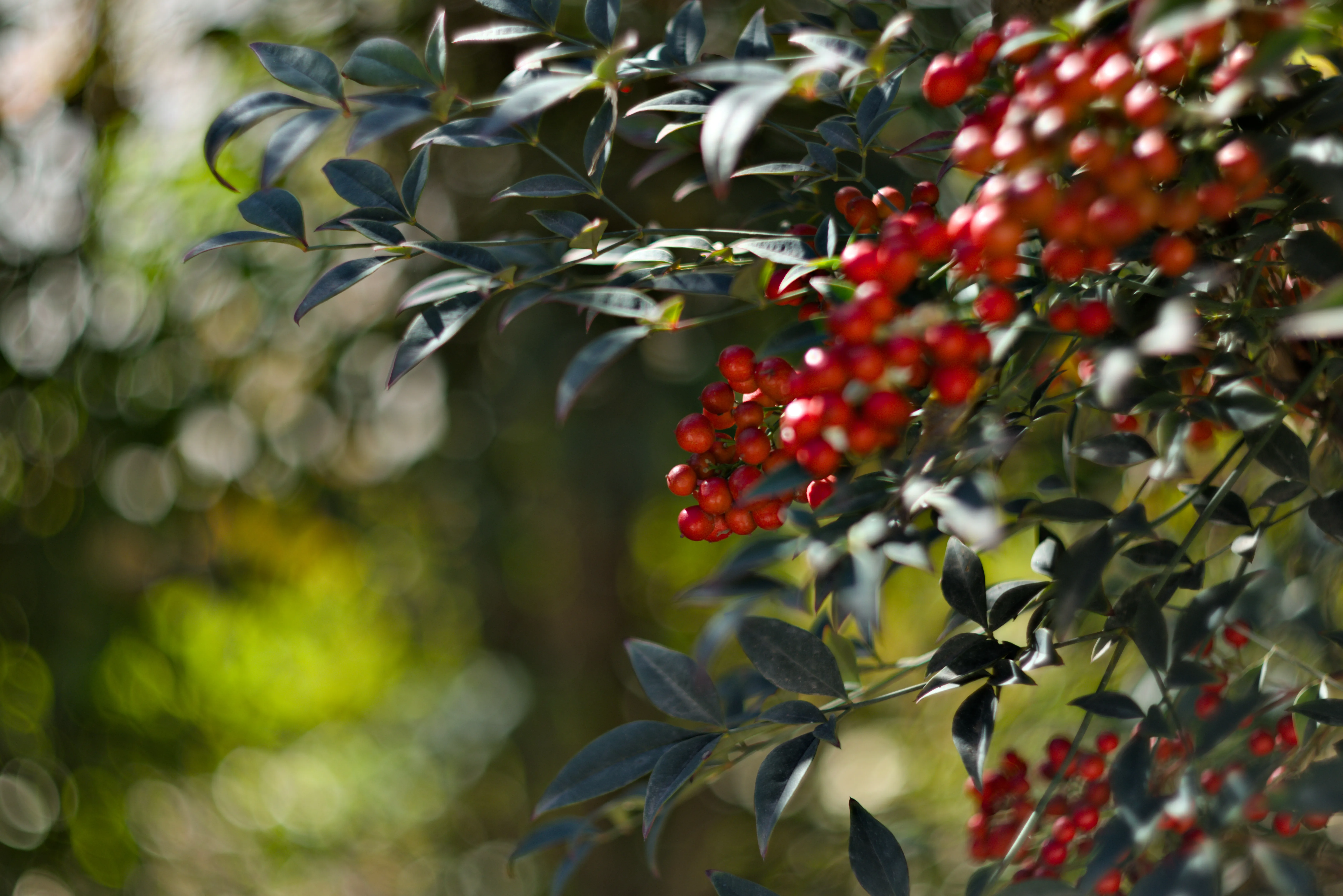 Zenith Helios-77M-4 1,850 (VOMZ) - _I4A9944.webp